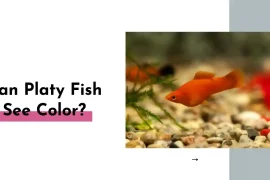 Can Platy Fish See Color? Answered