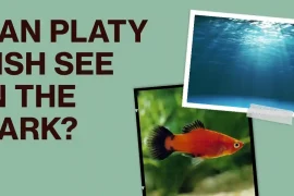 Can Platy Fish See in the Dark? Answered