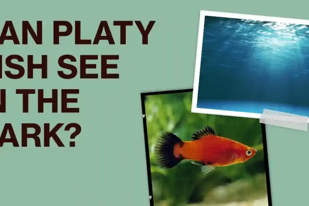 Can Platy Fish See in the Dark? Answered