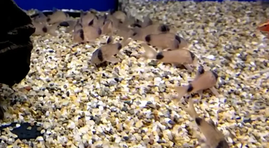 Corydoras catfish feeding from the bottom of a tank