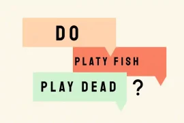 Do Platy Fish Play Dead? Answered