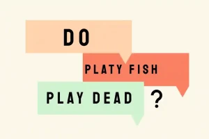 Do Platy Fish Play Dead? Answered