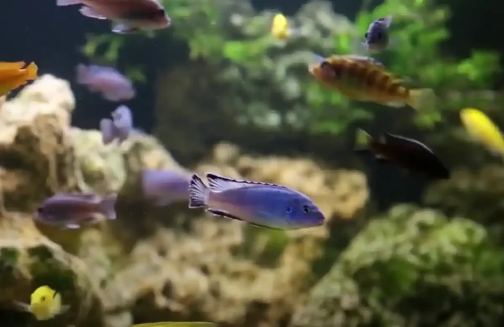 Dwarf Gourami