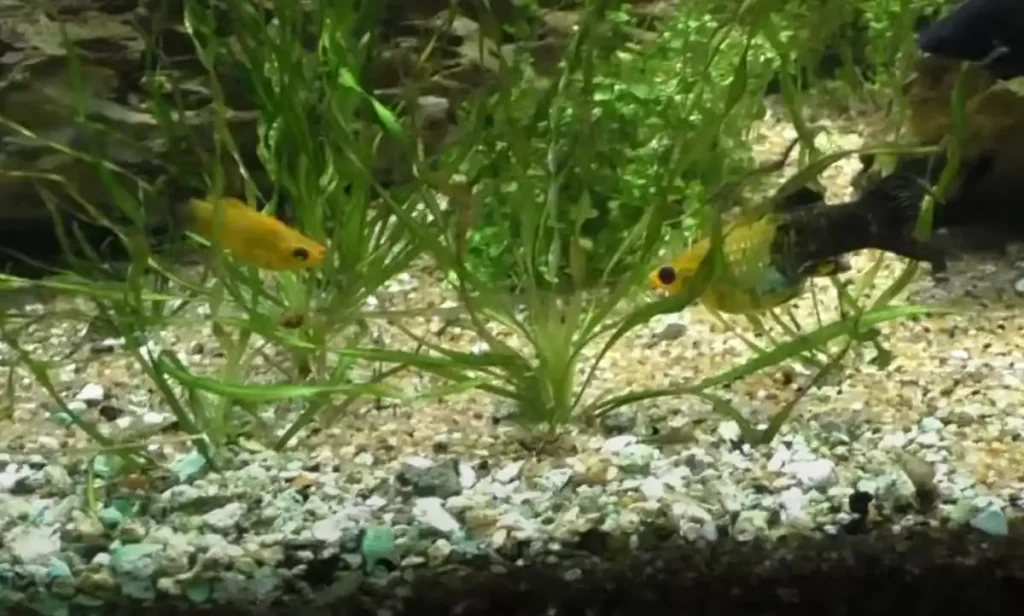 A pair of molly fish