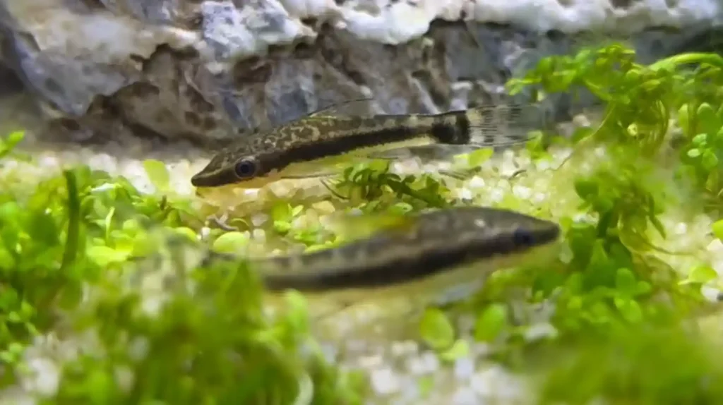 A pair of Otocinclus fish