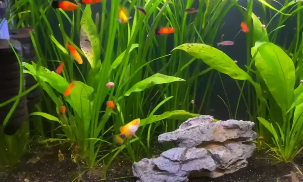 Platies in a community fish tank