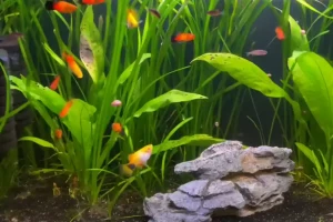 Finding the Purrfect Friends for Your Platies
