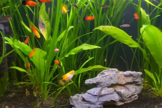 Finding the Purrfect Friends for Your Platies