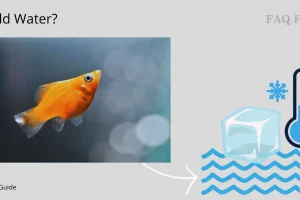 Exploring the Cold Water Capabilities of Platies