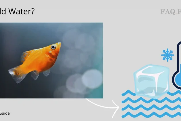 Exploring the Cold Water Capabilities of Platies