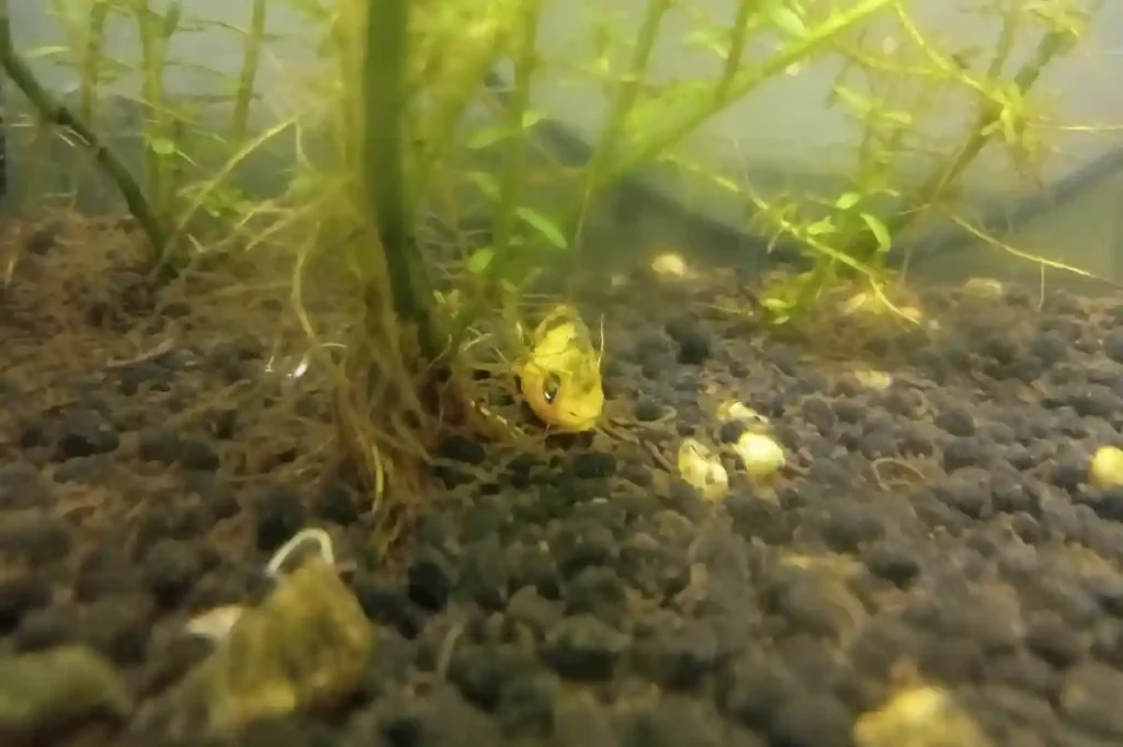 A platy fish lying at the bottom of a tank