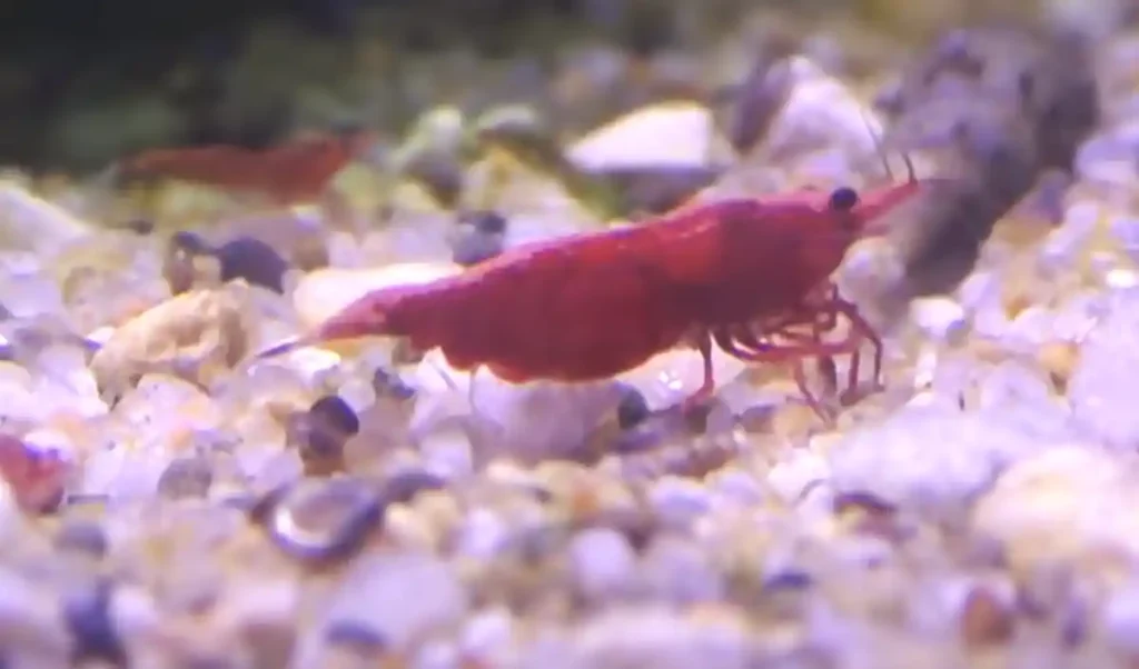 A Red Cherry Shrimp staying on some aquarium gravel