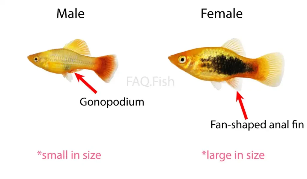 Comparison of Male and Female platy fish