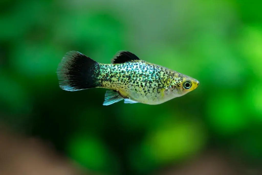 Female platy fish