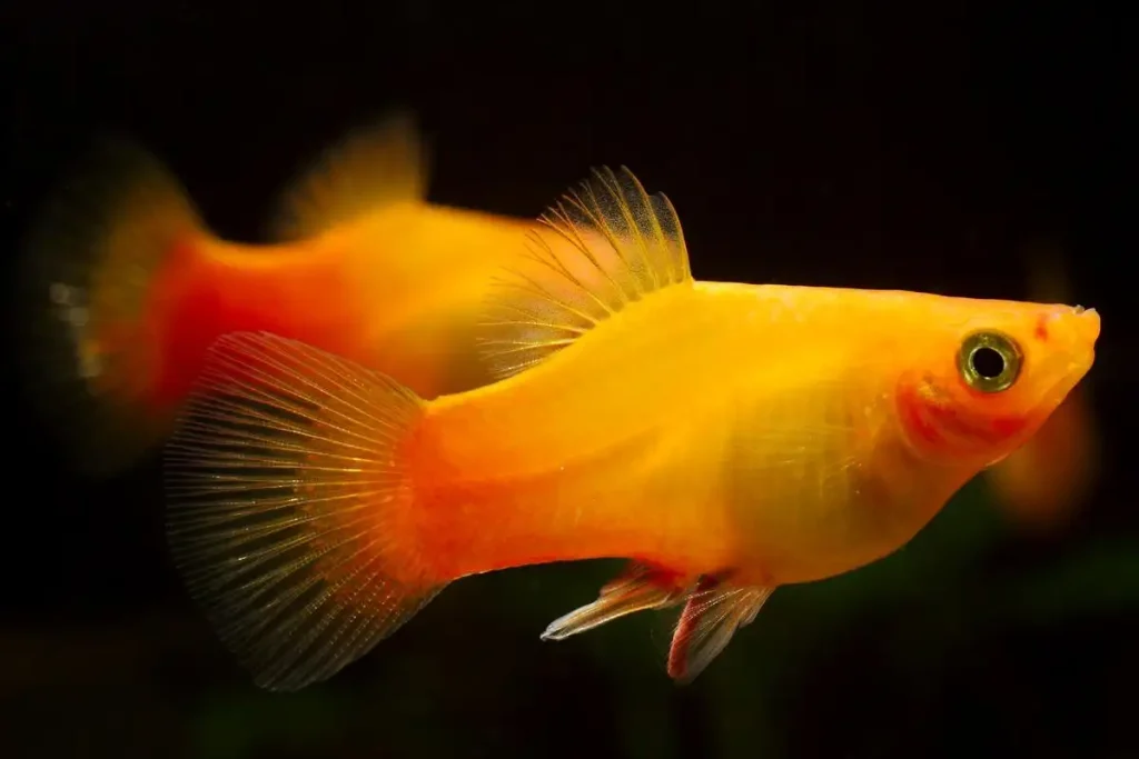 Male platy fish