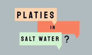 Can Platy Fish Live in Saltwater? Answered