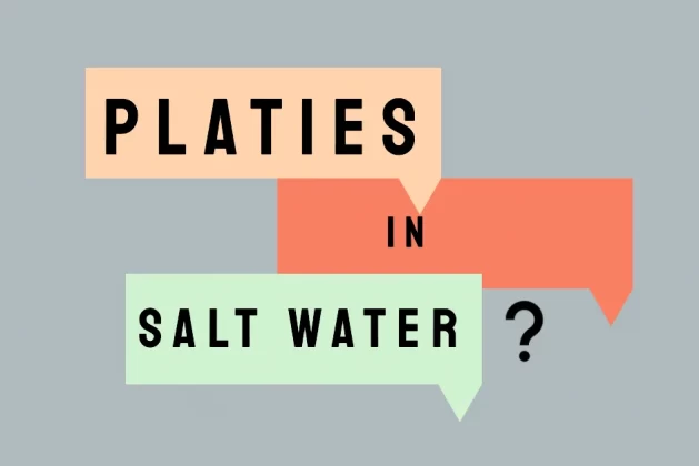 Can Platy Fish Live in Saltwater? Answered
