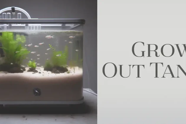 Grow Out Tank: Things You Should Know
