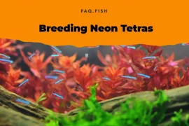 A Guide to Breeding Neon Tetras