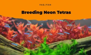 A Guide to Breeding Neon Tetras
