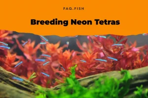 A Guide to Breeding Neon Tetras