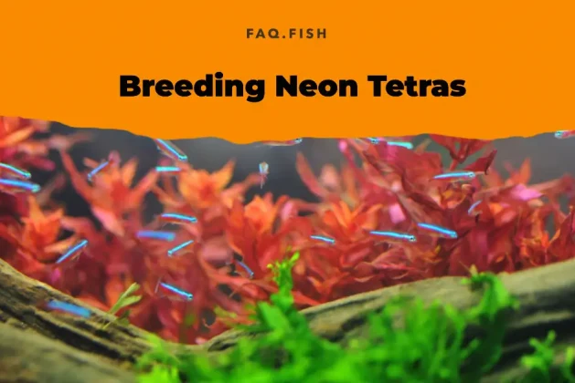 A Guide to Breeding Neon Tetras