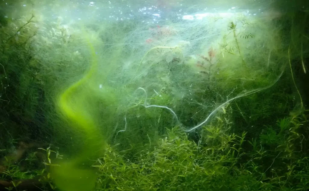 A tank filled with green algae