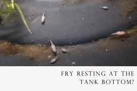 Betta Fry Resting at the Tank Bottom? Here’s Why