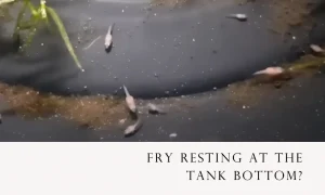 Betta Fry Resting at the Tank Bottom? Here’s Why