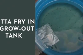 Nurturing Betta Fry in a Grow-Out Tank