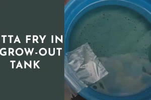 Nurturing Betta Fry in a Grow-Out Tank