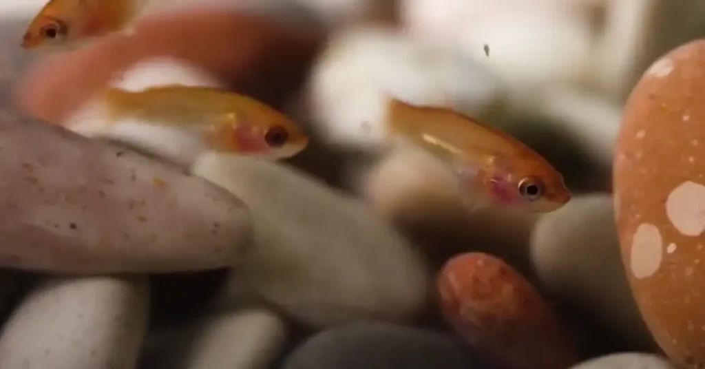 Betta fish fry
