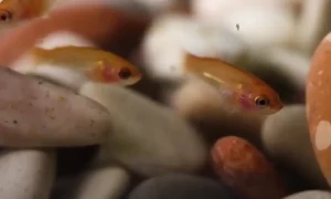 A Proven Guide to Successfully Raising Betta Fish Fry