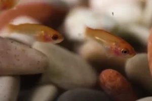 A Proven Guide to Successfully Raising Betta Fish Fry