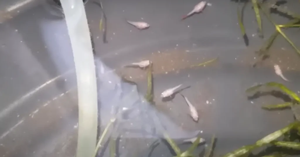 Betta fry in a grow-out tank