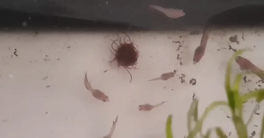 Betta fry moved to a new tank
