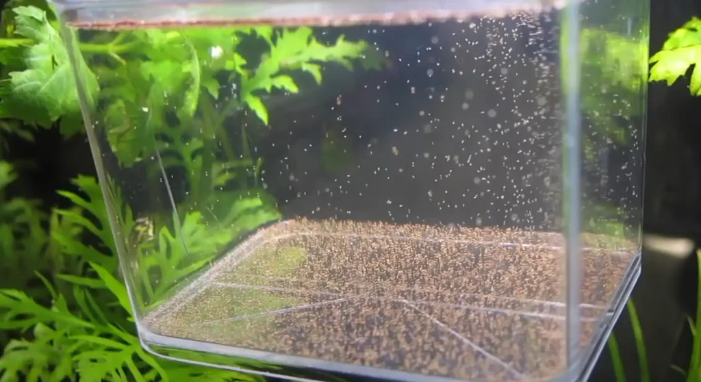Brine shrimp cultivated to feed betta fry