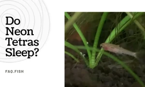 Do Neon Tetras Sleep? Answered