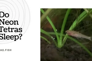 Do Neon Tetras Sleep? Answered