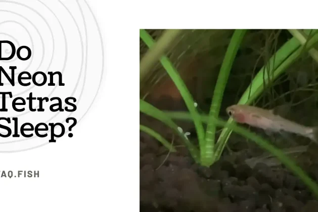 Do Neon Tetras Sleep? Answered