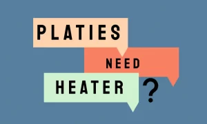 Without Water Heaters, Can Platies Live a Healthy Life? Answered