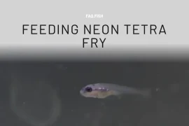 What to Feed Neon Tetra Fry? Answered