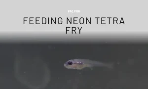 What to Feed Neon Tetra Fry? Answered