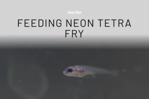 What to Feed Neon Tetra Fry? Answered