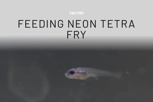 What to Feed Neon Tetra Fry? Answered