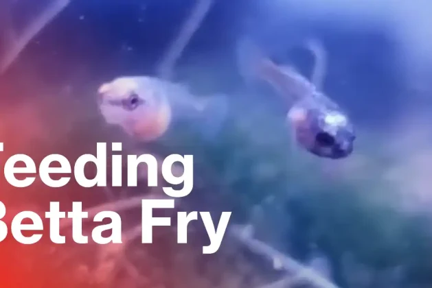 A Guide to Betta Fry Feeding: Growing Healthy for a Fight