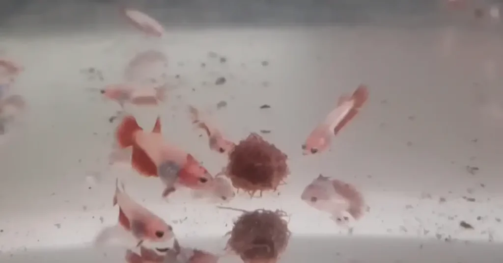 Feeding microworms to betta fry