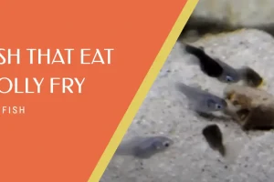 Fish That Eat Molly Fry: Understanding the Predatory Nature