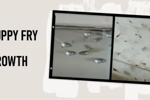 Guppy Fry Growth: Stages, Size, and Key Milestones till Adulthood