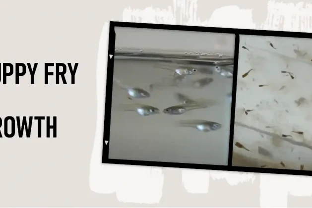 Guppy Fry Growth: Stages, Size, and Key Milestones till Adulthood